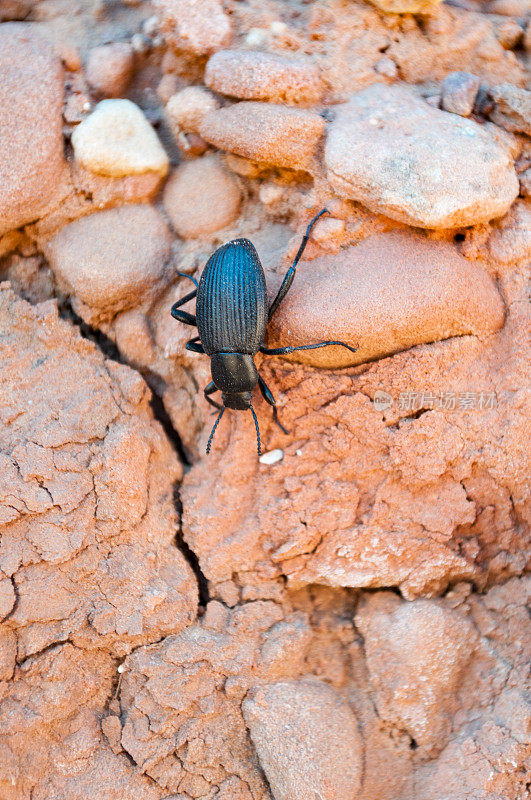 黑甲虫Keet Seel/Kawestima祖先悬崖居住的普韦布洛